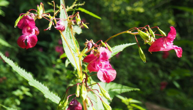 Blütenstauden vor der Leondingerstraße 310 m