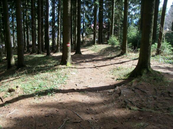 Wurzelwerk am Schluß