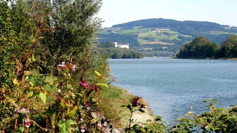 Schloss Ottensheim vom Radweg R1