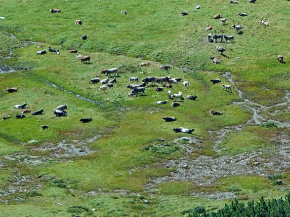 Almengebiet Pazüelbachtal