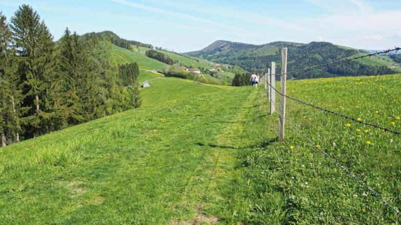 Abstieg vom Sonnberg Richtung Gschwendbichl