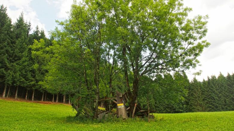 Vorbei an der verfallene Rosegger Alm