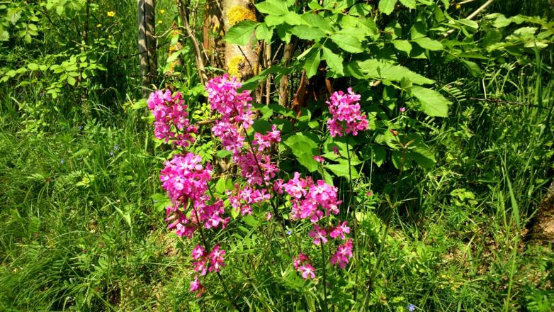 Höllmühlstraße um 350m