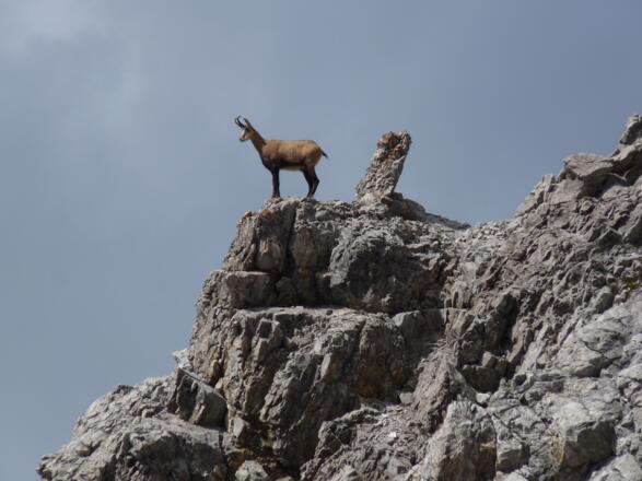 Im Reich der Gämsen.