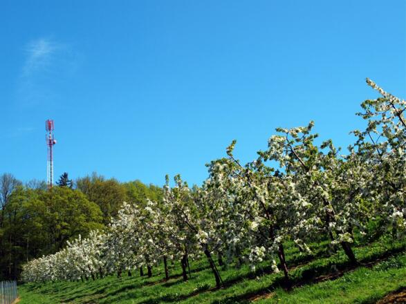 Sender 415m am Kirschblütenweg