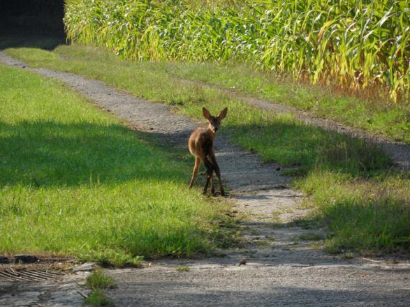 Ein junges Reh auf Futtersuche in der Morgensonne.