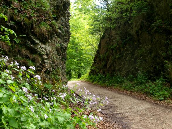 Blühpflanzen an der Forststraße um 700 m