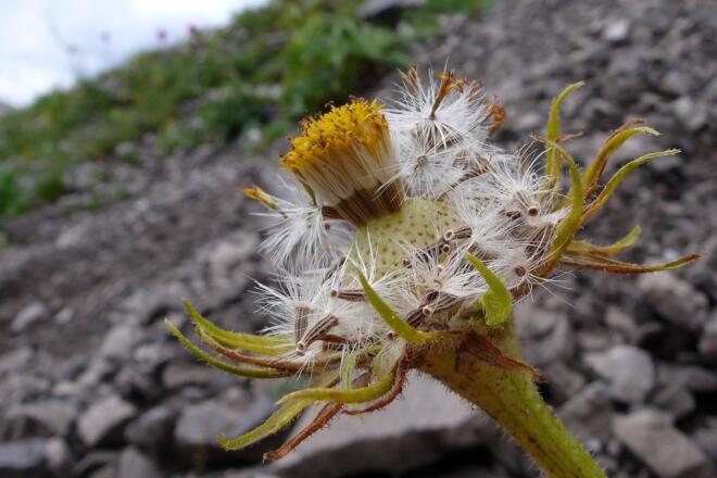 Löwenzahn - auch schön im Verblühen