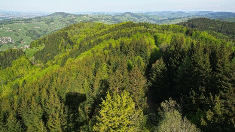 Ausblick vom Damberg nach Osten