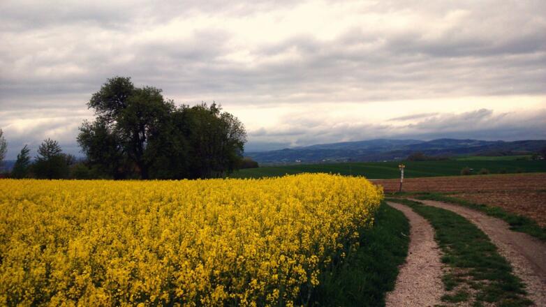 Rapsfeld nach Annaberg um 330m