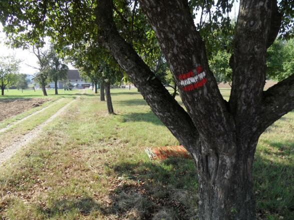 Eine Wegmarkierung auf einem Baum.