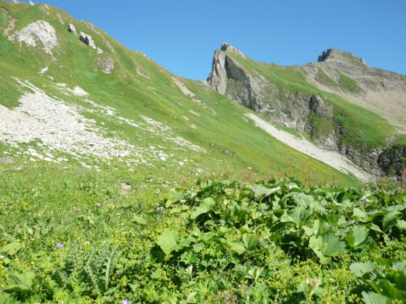 Blick von der Mutte zum Falmedonjoch