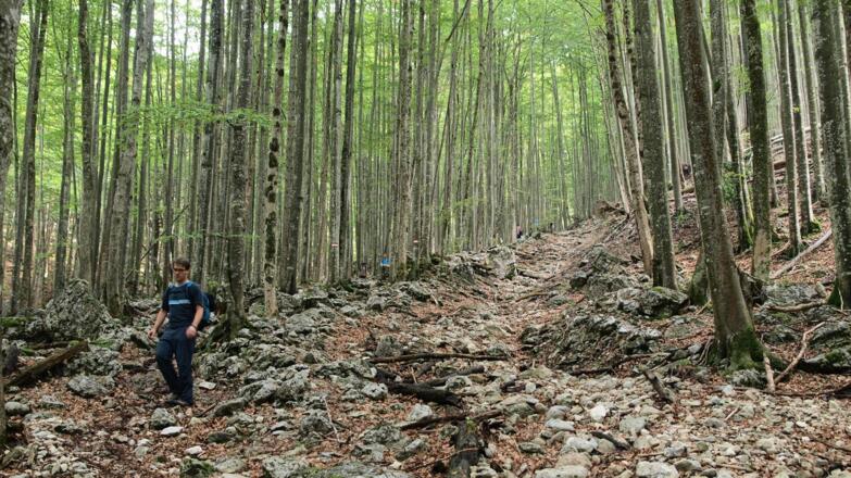 Kontinuierlich ansteigender Weg durch den Hochwald