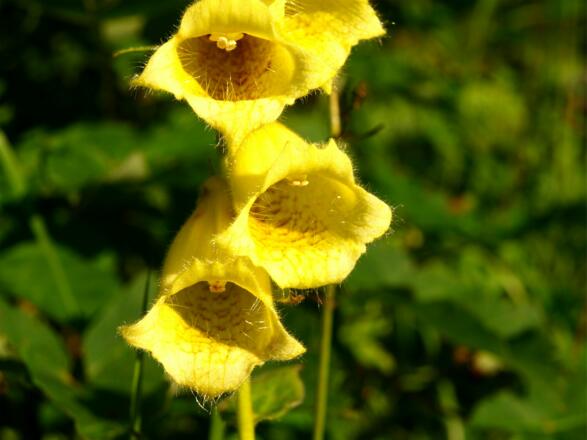 Gelber Fingerhut um 900m