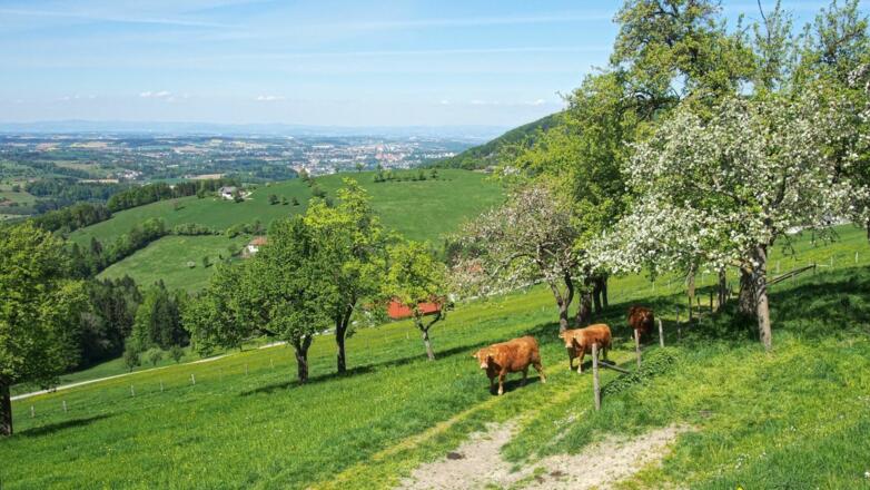 Immer wieder schöne Ausblicke ins Oberösterreichische