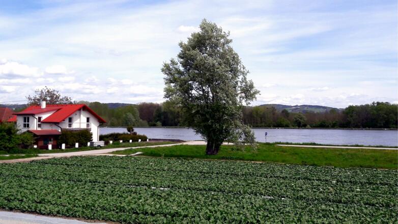 263m Donauradweg Süd bei Brandstatt
