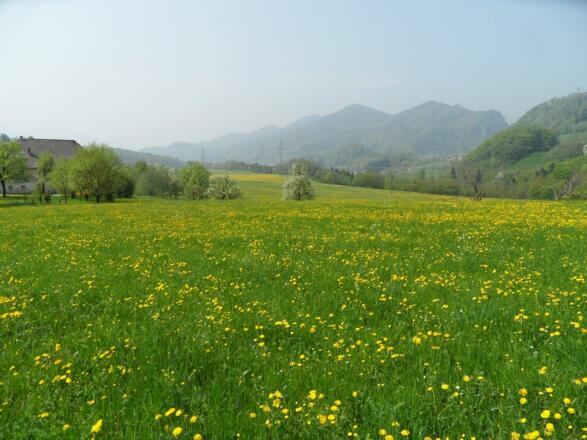 Herrliche blühende Wiesen weisenden Weg nach Molln.