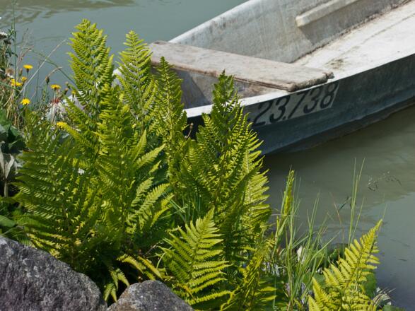 Brandstatt bei Pupping