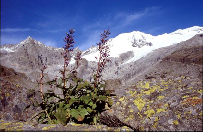 Abstieg vom Möseler mit Blick Hochfeiler