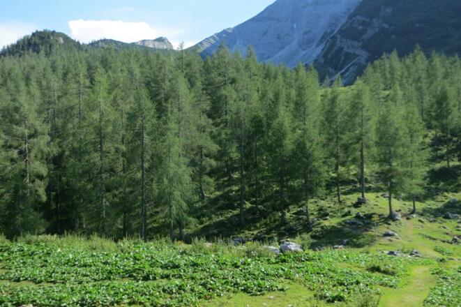 Weg von der Hütte zum Hüttenkreuz
