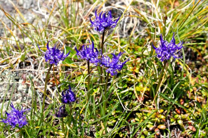 Teufelskralle, oft zu finden.