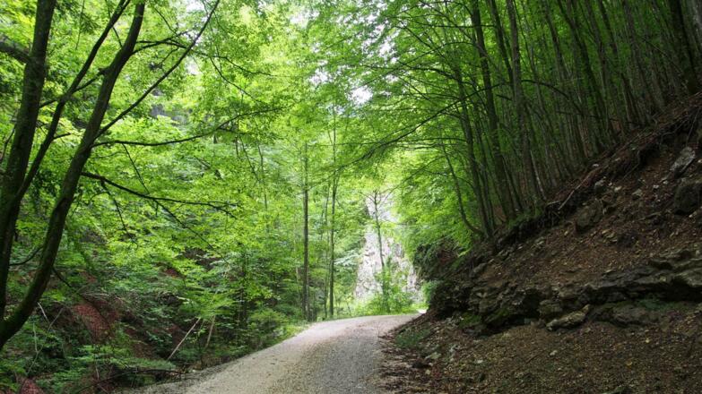 Forststraße im Wendbachgraben