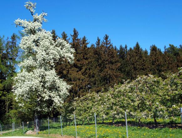 Kirschblütenweg 405m