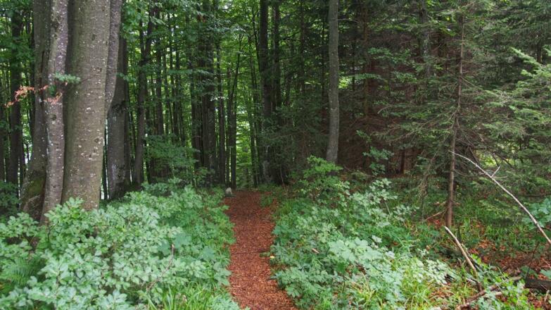 Wegverlauf am Sonnkogel