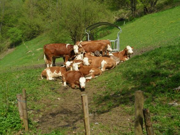 Die Damen haben sich zum Gruppenfoto aufgestellt.
