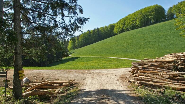 Vom Sattel aus folgen wir der Forststraße weiter um den Schwarzberg herum