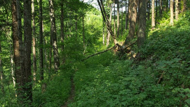 Am Weg 467 kurz nach der Weggabelung
