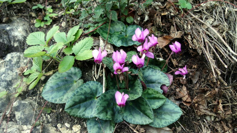 Zyklamen an der Forststraße