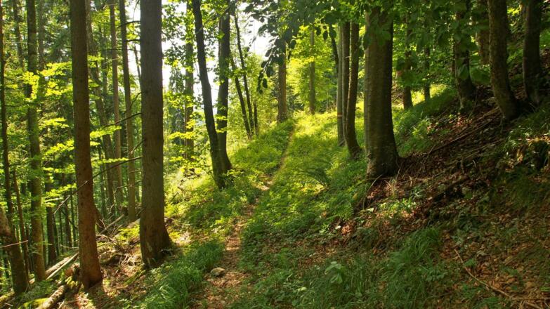 Wegverlauf in die Mösern