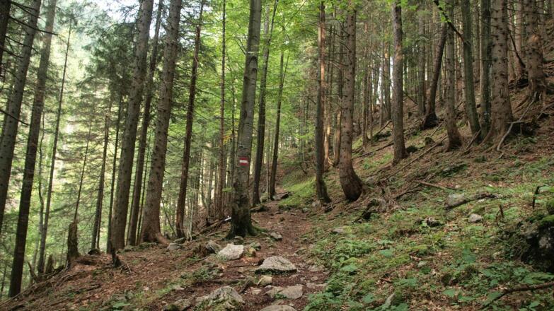 Unspektakulärer Wegverlauf im oberen Drittel
