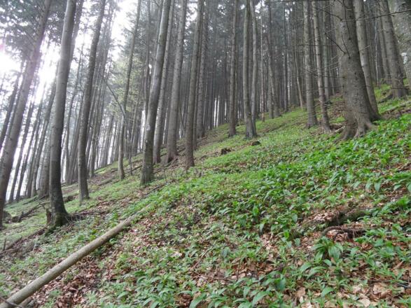 Ein sehr steiler Berghang führt zum Kruckenbrettl hinauf.