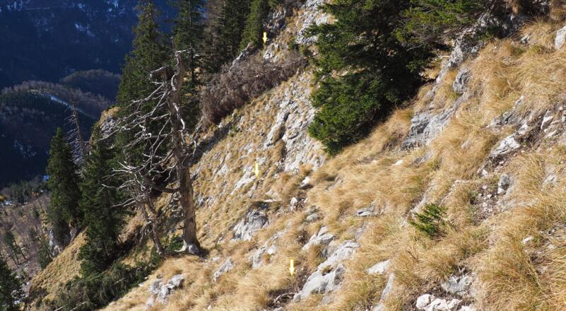 am dürren Baum ~1515m vorbei