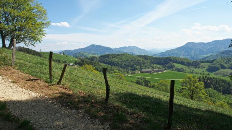 Am Weg zum Sturzberg: Blick hinüber zum Schieferstein, ganz hinten schon das Gesäuse