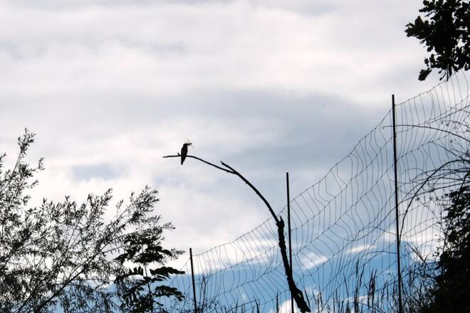 Bienenfresser mit Libelle