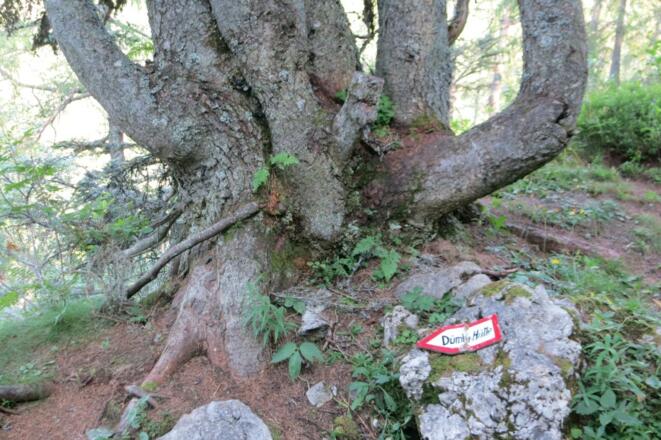 Abstieg zur Dümmlerhütte