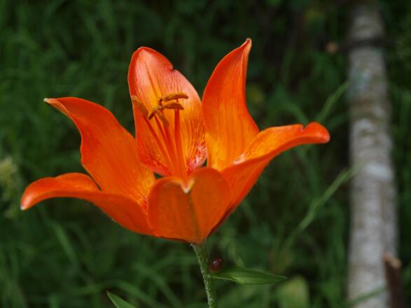 Feuerlilien beim Prielschutzhaus und im Talgrund.