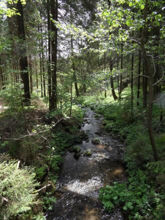 Der Brunnwald umgiebt das gleichnamige Schloss.