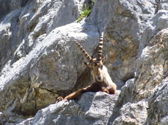 Steinbock am Wegesrand