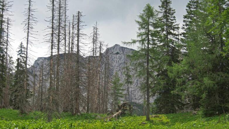 Blick auf die Seehagelmauer, links im Vordergrund zum Teil 200 Jahre alten Fichten, die nach den warmen Sommerjahren 2003/2004 dem massenhaften Auftreten des Buchdruckers zum Opfer gefallen sind.