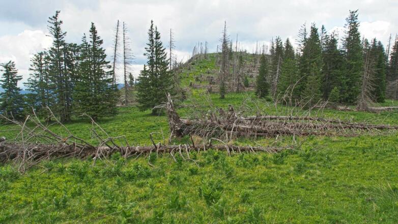 Totholz am Langfirst. Im Nationalpark Kalkalpen darf das Holz noch verrotten.