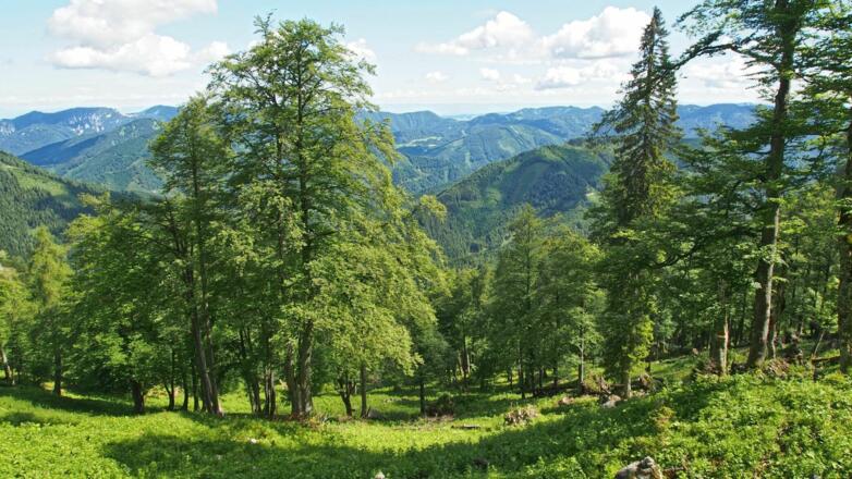 In der &quot;Wiesermelkstatt&quot;findet man noch urwaldartig anmutende Abschnitte 
