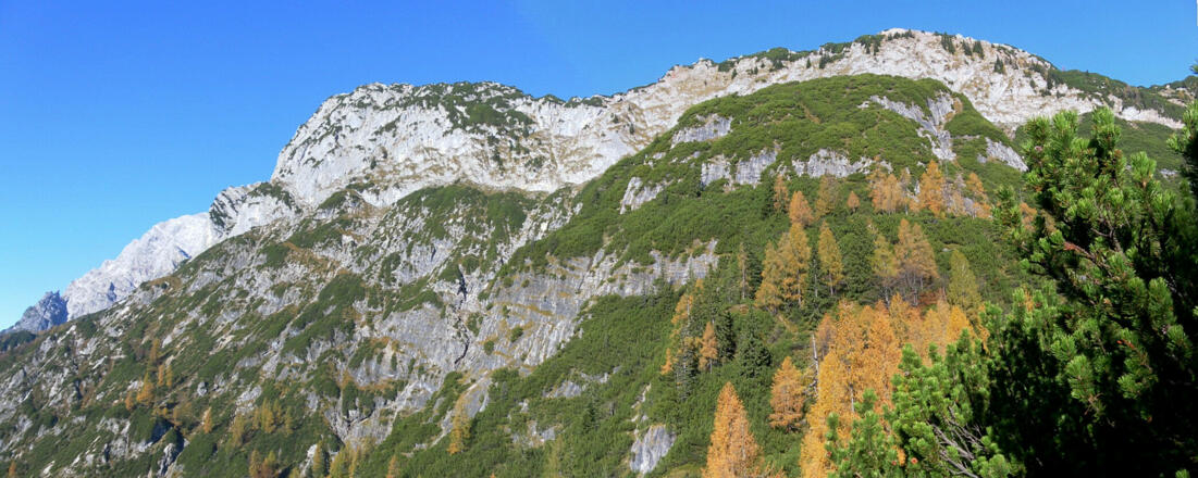 Brandlhorn, Segenbaum und Brandlkogel, davor der latschenbewachsene Bärenkopf