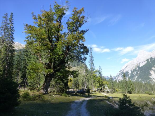 Der Kleine Ahornboden