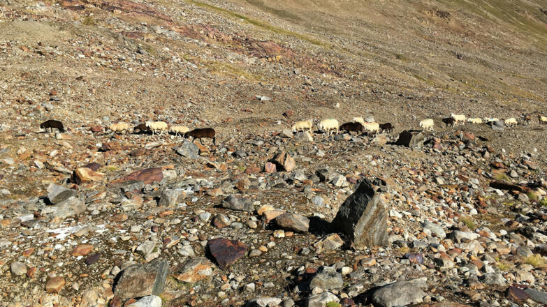 Schafabtrieb von der Hochjoch Hospiz kommend