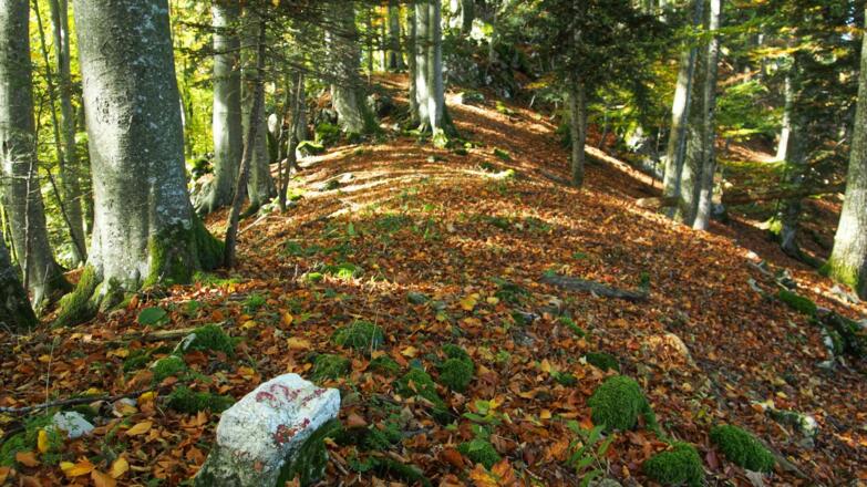 Alte Grenzsteine sind im gesamten Kammverlauf zu finden.