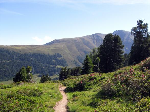 Wunderschön schlängelt sich der Pfad durch die Almrosenmatten.